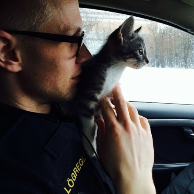 L&ouml;greglukisinn M&oacute;si &iacute; starfs&thorn;j&aacute;lfun #starfs&thorn;j&aacute;lfun #copcat