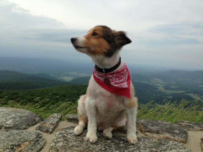 My dog, Hermione, enjoying the wind. She's 11 and she's my best friend.
