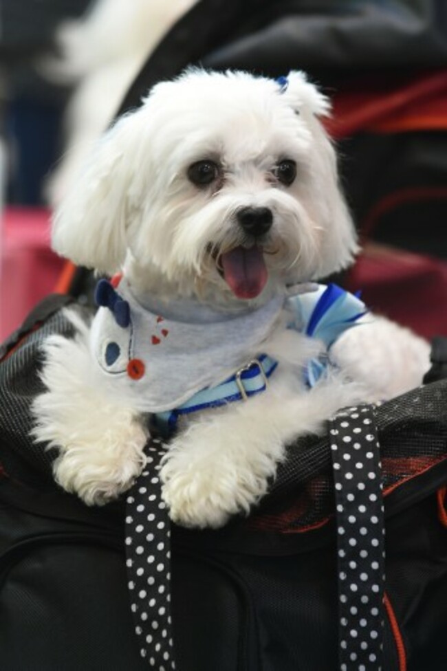 Crufts 2015