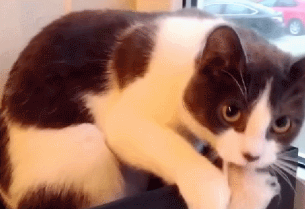 weirdcat