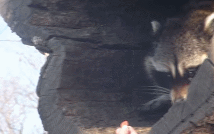 raccoontreat