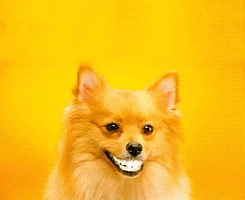 giphy (18)