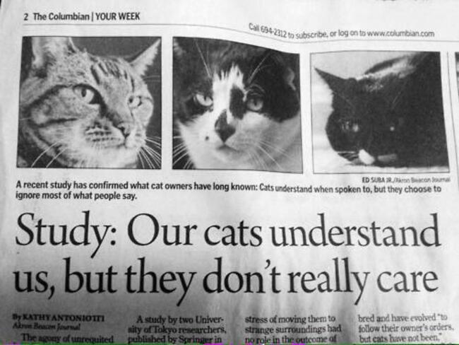 cats