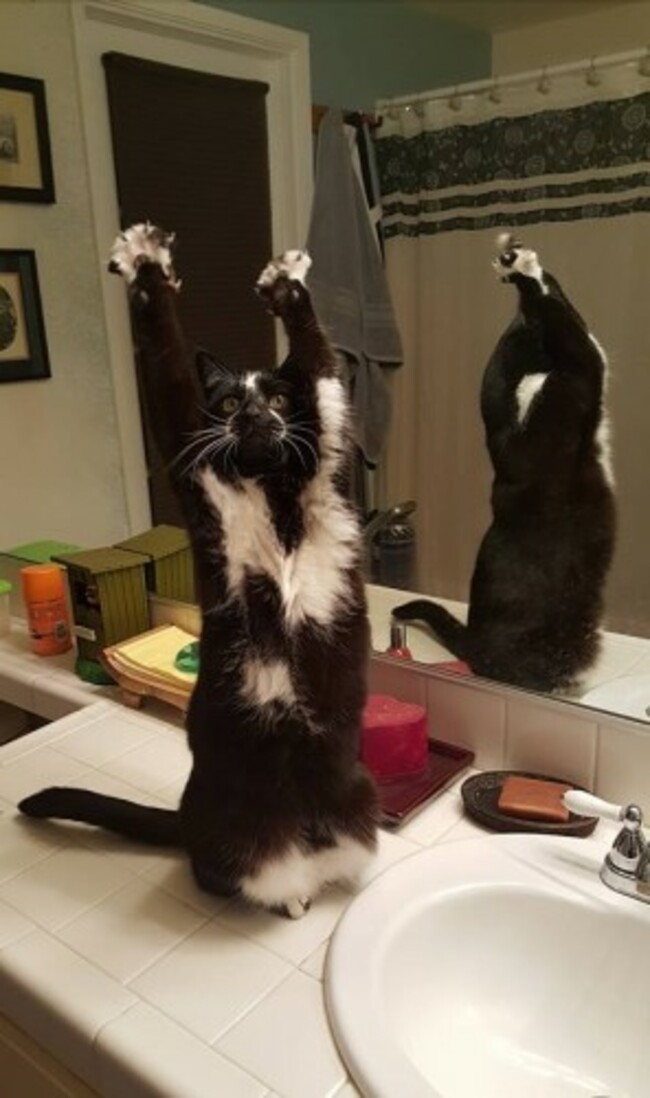 cat