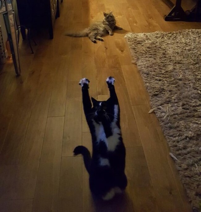 cat4