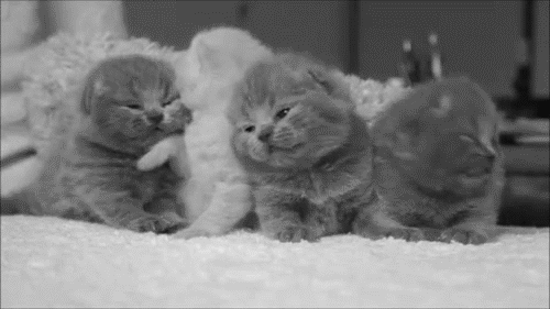 14-kitten-gif-566