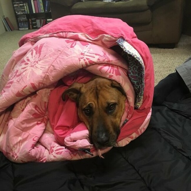 Everyday is #nationalpuppyday for #indianamabel In this pic she is a #burrito #blanketburrito #dogsofinstagram #pupstagram #puppy #puppylove #morehashtags