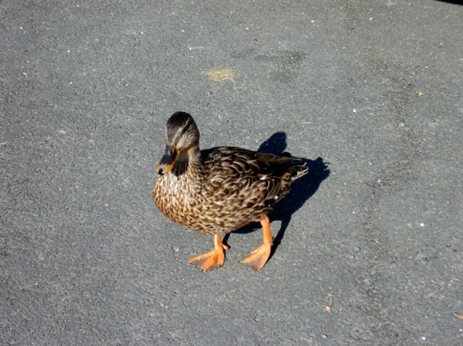 Duck.