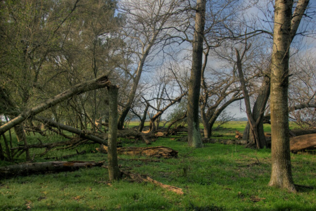 Broken trees
