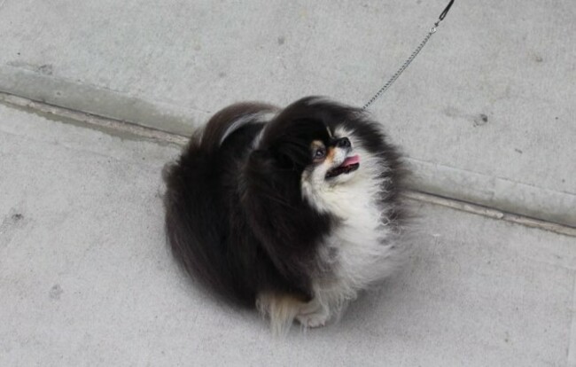 dogspotting