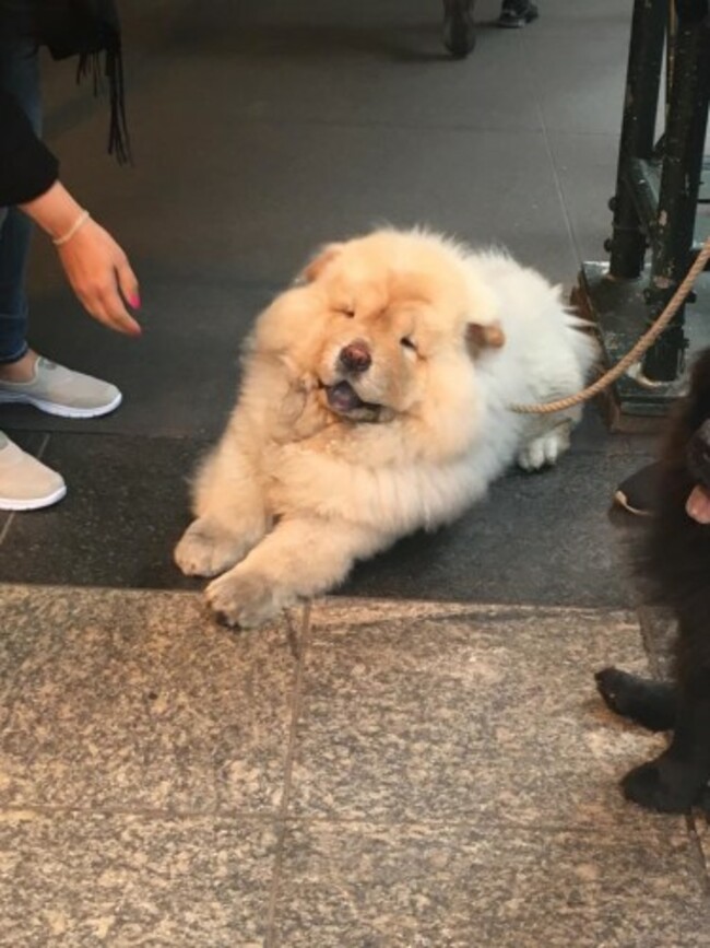 poochtr