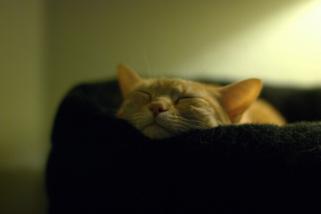 Chin Rest
