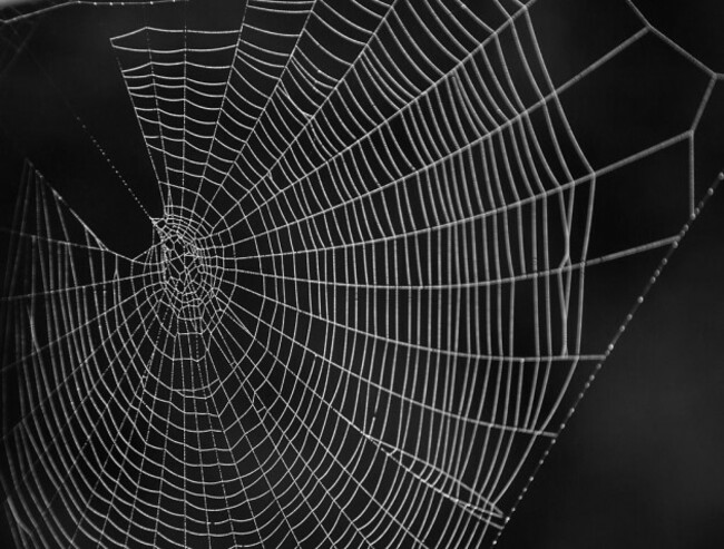 1012px-Early_morning_cobwebs_(2859589264)