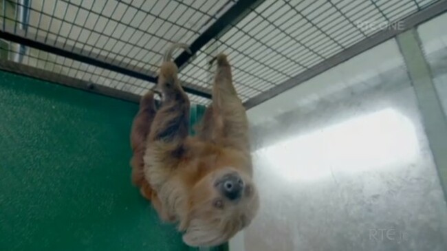 thezoo