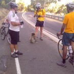 An enterprising koala stops a group of passing cyclists.