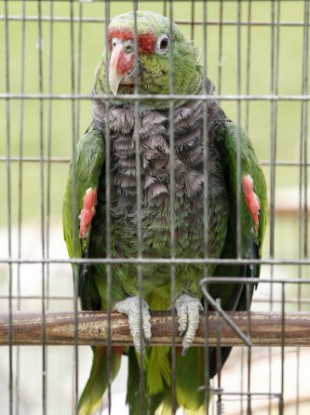 Jailbird?