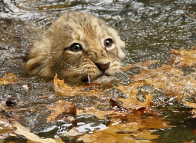 Eight-week-old female cub swims through leaves during her swim test on Tuesday.