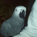 Two-year-old <a>African grey parrot</a> with cage. Described as a