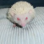 An <a>albino African pygmy hedgehog</a>, under a year old. Via gumtree.ie.