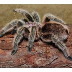 An 18-month-old female <a href=