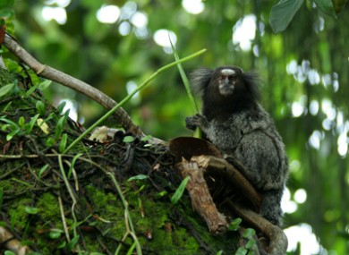 An inhabitant of the remote lowland Amazon rainforest.