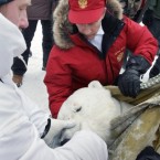Putin fixes a radio beacon on a neck of a tranquilised polar bear during a visit to the Arctic last April.