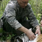 Putin locks a collar with a satellite tracker on a tranquilised tiger in Russia's Far East in August 2008.