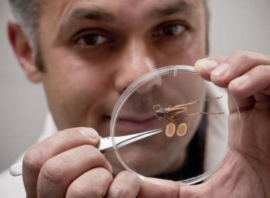 Karim Vahed with a tuberous bush cricket, and its testes.
