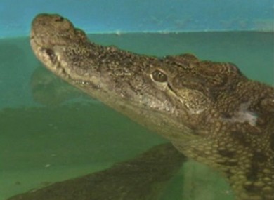 4 year old crocodile Gena, in her enclosure at an oceanarium in the eastern Ukraine city of Dnipropetrovsk 