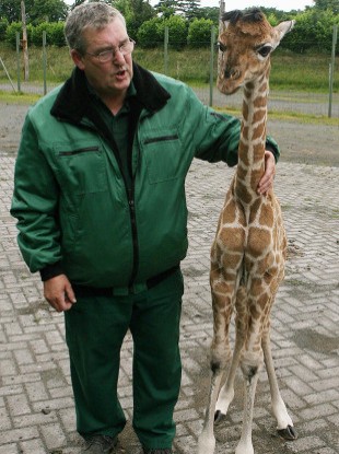 Zoo keeper John O'Connor with the giraffe calf who has been named Arria. 