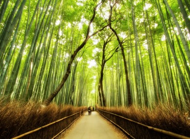 Bamboo: the new brick, apparently.