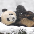 It's been a hard week. Take a break and smile at this panda playing in snow at Ya'an Bifengxia Panda Base in Ya'an, Sichuan province of China, this week.