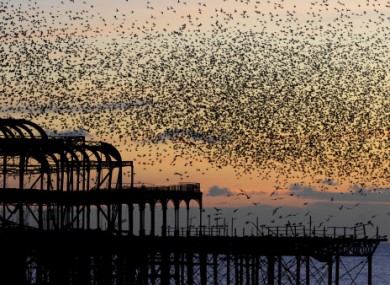 Starlings at sunset - the birds tend to fly together in large groups called murmurations