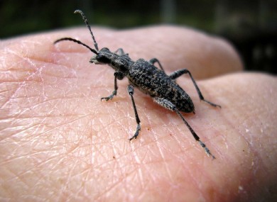 A lunchtime snack? Dutch professors believe eating insects makes sense, and is a natural progression for an increasingly populated planet.