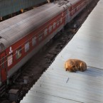 A stray dog sleeps on the roof of a platform at the New Delhi railway station, India. Pic: AP Photo/Manish Swarup