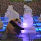 Panda Mei Lan turns off the lights of ice panda statues for Earth Hour at the giant panda breeding base in Chengdu in southwest China's Sichuan province on Saturday, March 26, 2011. Landmarks in thousands of cities on Saturday turned off the power for Earth Hour, the fifth such event promoting a sustainable future for the planet.(Photo By Evens Lee/Color China Photo/AP Images)