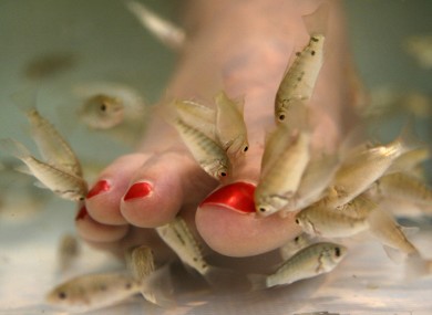 A fish pedicure 
