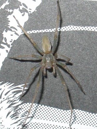 The Yellow sac spider is attracted by the smell of petrol