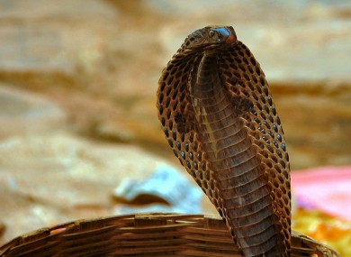 Gulp! The snakes are considered a delicacy and could have been heading for the dinner table.