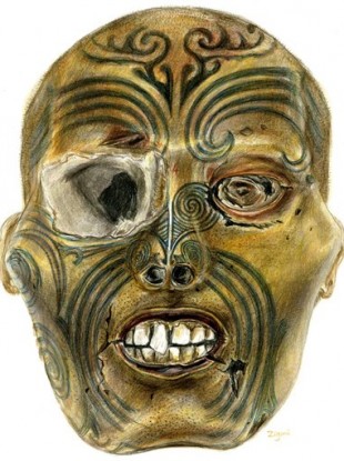A sketch provided by the Rouen Museum of the head being returned to New Zealand officials today.