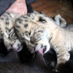 A worker helps a dog feed two liger cubs at the Xixiakou Wild Animal Preserve in Weihai city. (AP Photo)