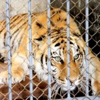 A female Siberian tiger, mother of the two liger cubs, is pictured at the Xixiakou Wild Animal Preserve in Weihai city on 19 May. (AP Photo)