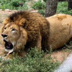 A male African lion, father of the two liger cubs, is pictured at the Xixiakou Wild Animal Preserve on 19 May 2011. (AP Photo)