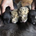 Photo taken on 19 May 19, 2011, showing a zoo worker helping two liger cubs nurse to a dog which had just given birth at a zoo in Weihai in east China's Shandong province. (AP Photo)