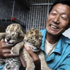 A zoo worker shows the two liger cubs off. Cong Wen of Xixiakou Wildlife Zoo in eastern China says four cubs were born to a female tiger and a male lion on 13 May. (AP Photo)