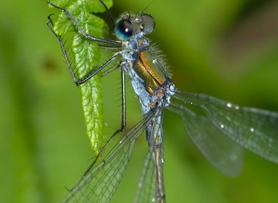 A damselfly