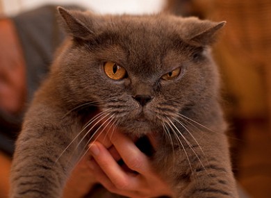 Evil eye: Who are you calling 'pet'?