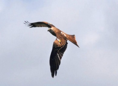 A red kite swoops in the sky