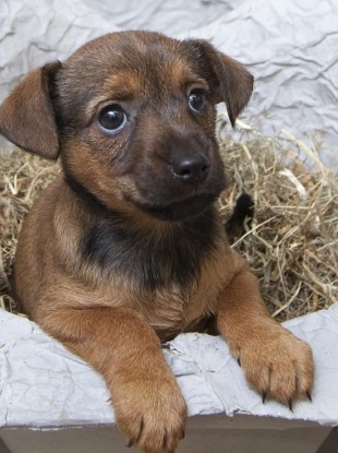 Thankfully a dog like this would meet no harm in a Jewish court.