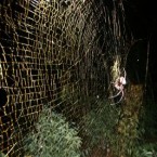 One of the largest web-spinning species known, Komac's golden orb spider was discovered in 2009. Female can have a body length of 39.7mm, while males are about 8.7mm long. (Image: Matjaz Kuntner/WWF)
